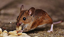 24 Hour & Emergency Exterminators in Rowesville, SC